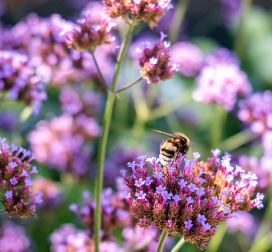 Hummel auf Blumen vor dem WKK Büro