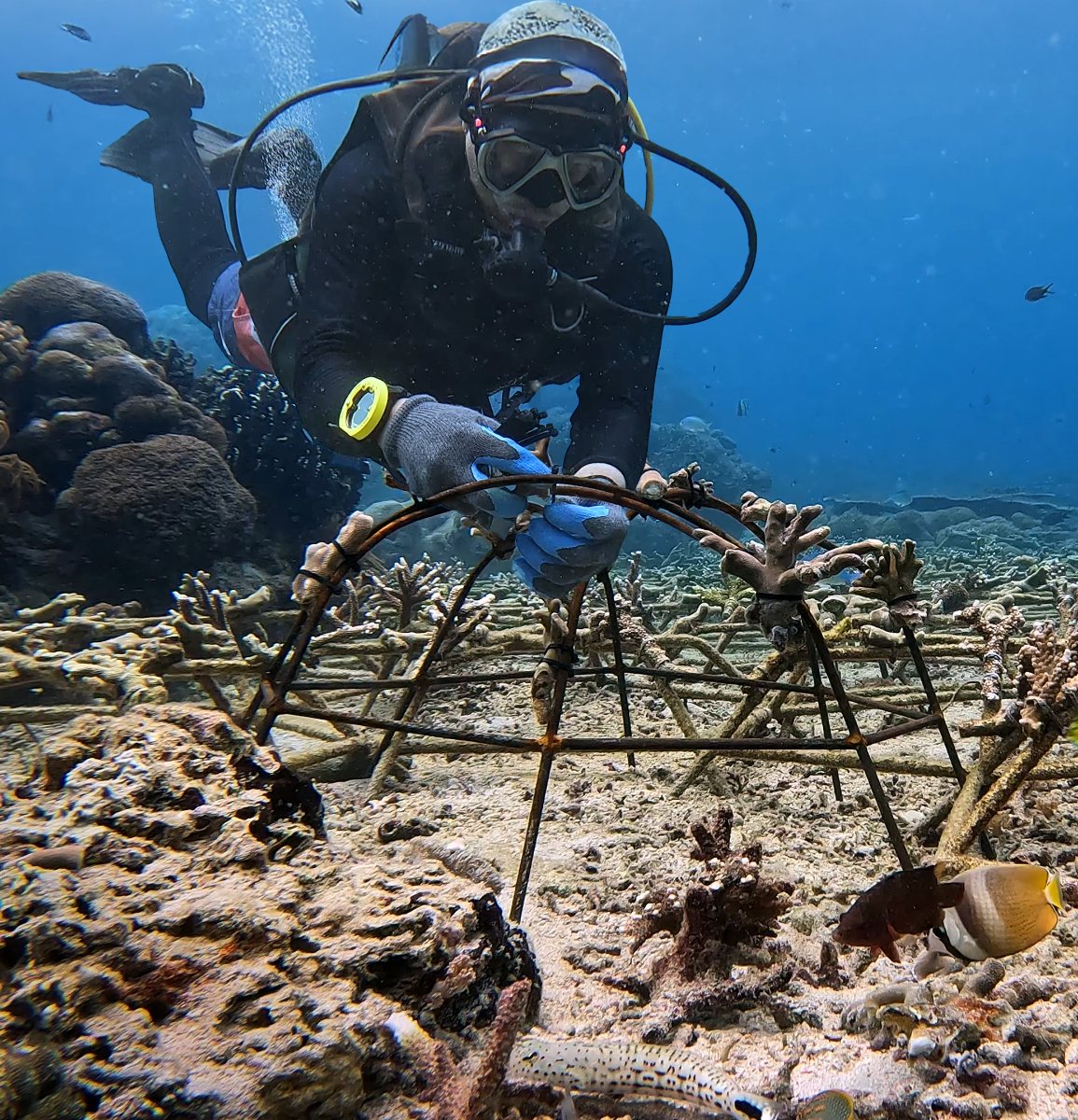Wiederherstellung eines geschädigten Korallenriffs bei Nusa Penida